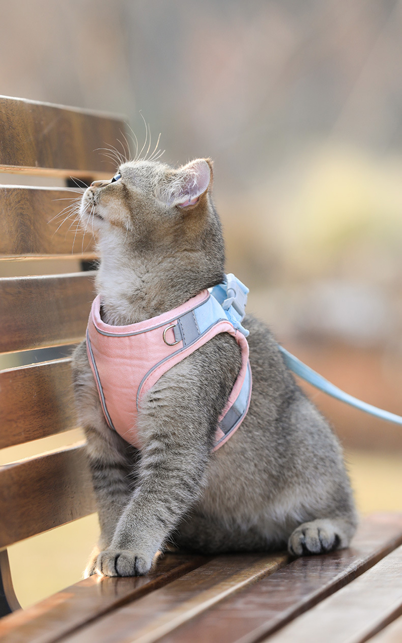 Escape Proof Cat Harness Leashes Set Reflective Adjustable Cat Collar Puppy Outdoor Training Vest Soft Harness Pet Accessories Escape Proof Cat Harness Leashes Set Reflective Adjustable Cat Collar Puppy Outdoor Training Vest Soft Harness Pet Accessories